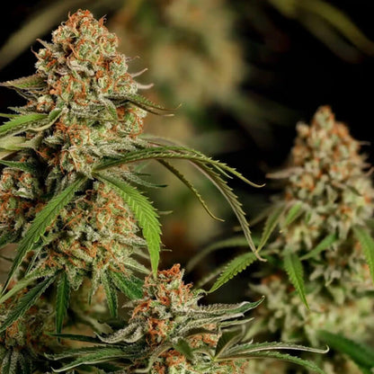 Alien OG semi di cannabis