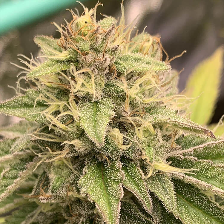 Alien OG semi di cannabis
