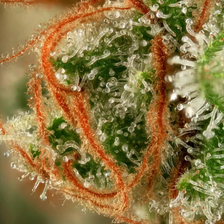 Alien OG semi di cannabis