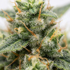 Cali Critical Power