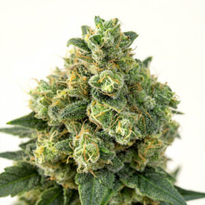 Cali Critical Power