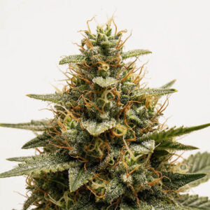 Cali Critical Power
