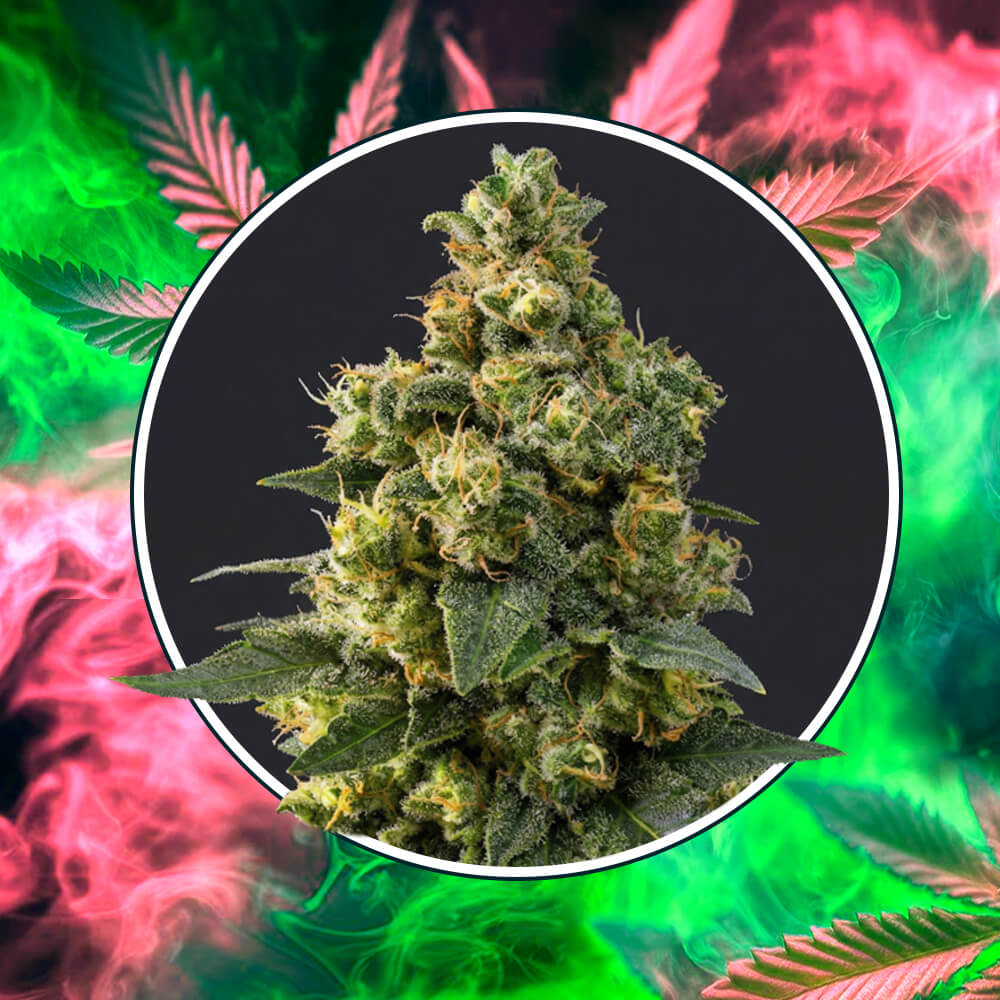 Cali Critical Power