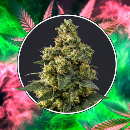 Cali Critical Power