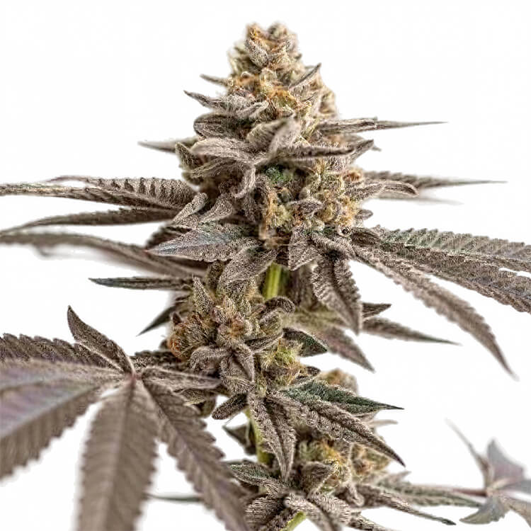 Dynamite Diesel semi di cannabis