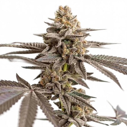 Dynamite Diesel semi di cannabis