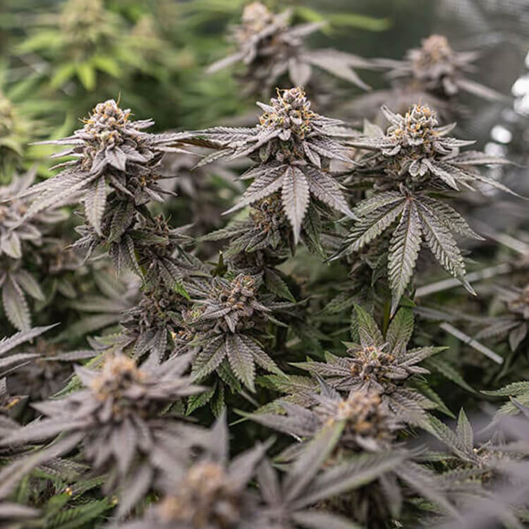 Dynamite Diesel semi di cannabis