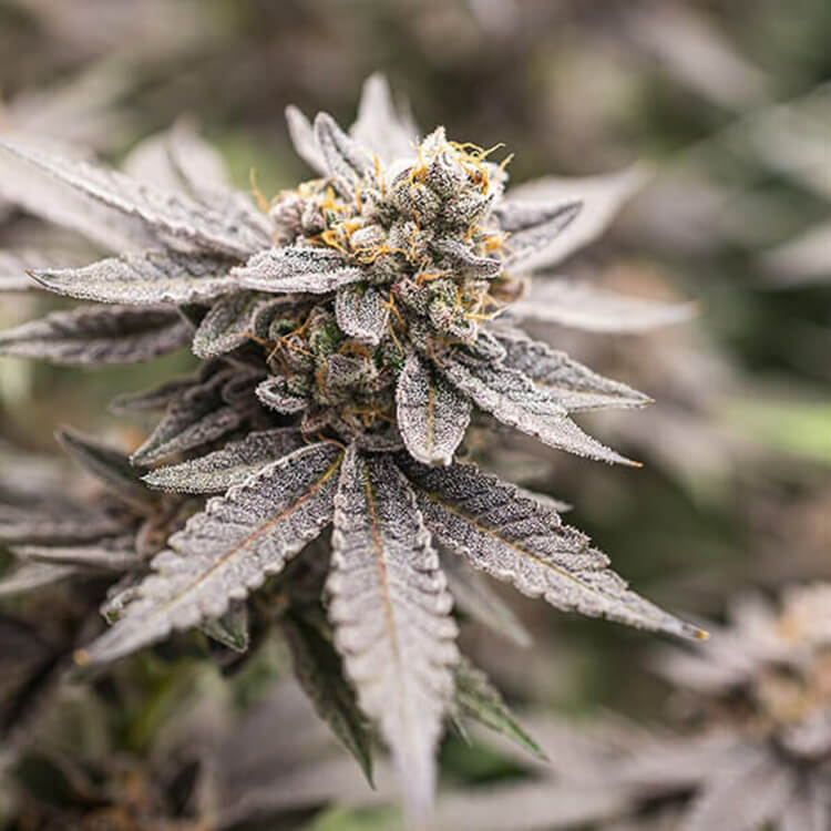 Dynamite Diesel semi di cannabis