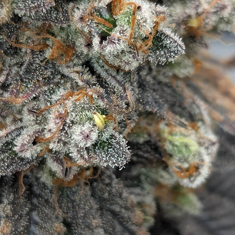 Dynamite Diesel semi di cannabis