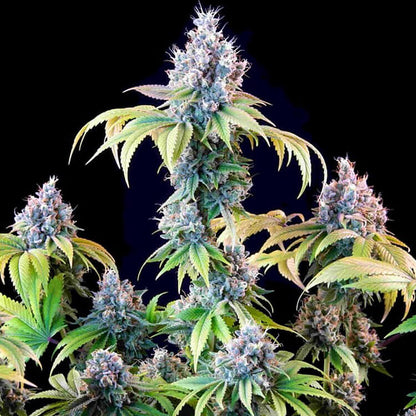 Dynamite Diesel semi di cannabis