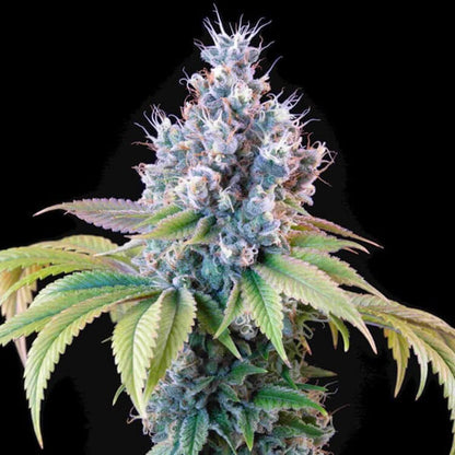 Dynamite Diesel semi di cannabis