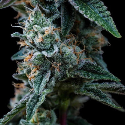 Dynamite Diesel semi di cannabis