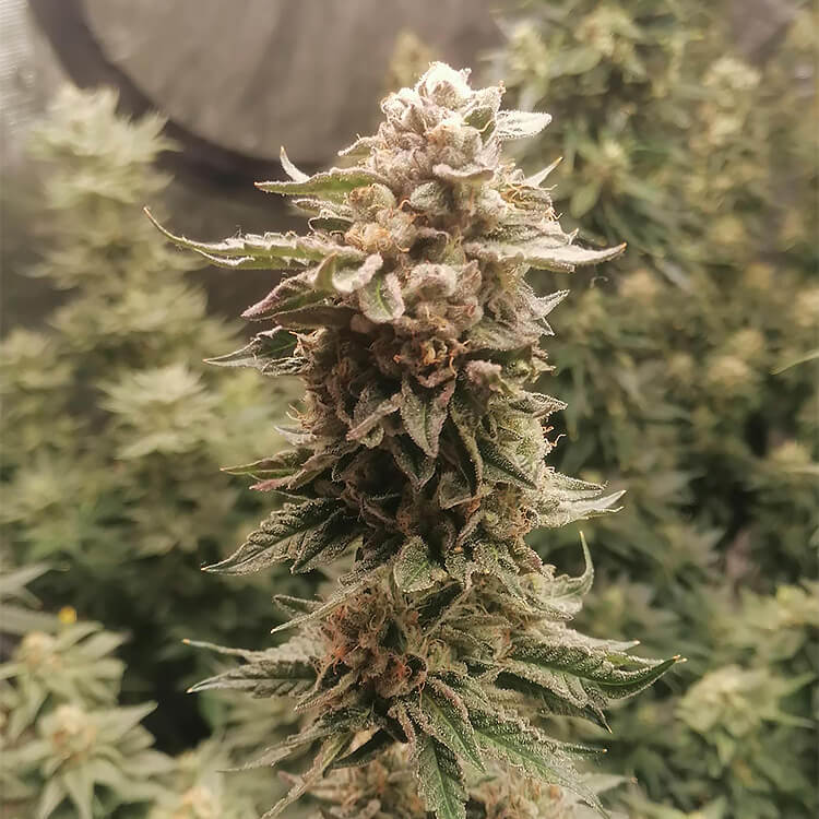 Dynamite Diesel semi di cannabis