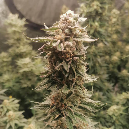 Dynamite Diesel semi di cannabis
