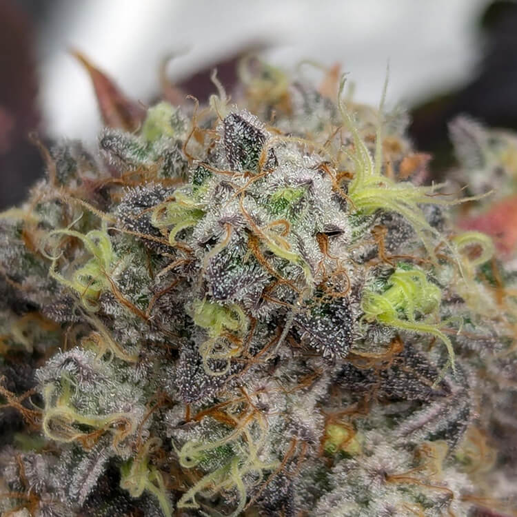 Dynamite Diesel semi di cannabis