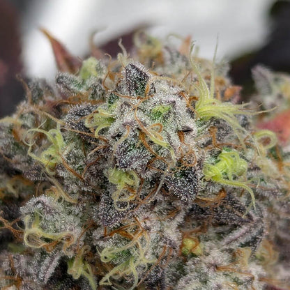 Dynamite Diesel semi di cannabis