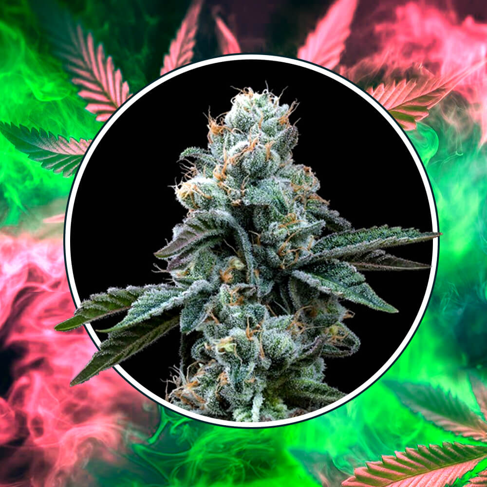 Dynamite Diesel