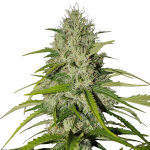 Grapefruit Automatic