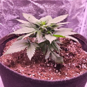 Grapefruit Automatic