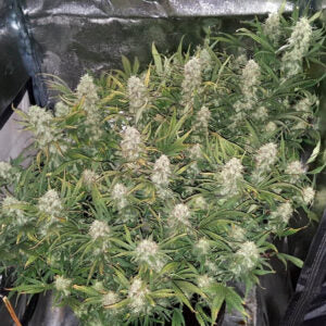 Grapefruit Automatic