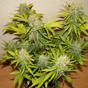 Grapefruit Automatic