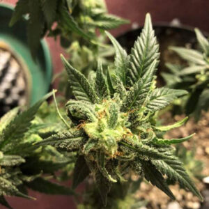 Grapefruit Automatic