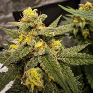Grapefruit Automatic