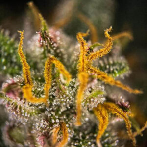 Grapefruit Automatic