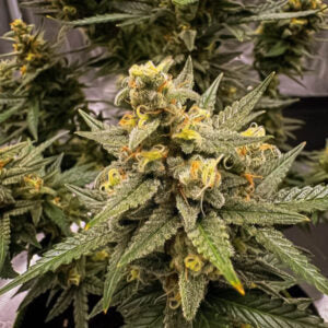 Grapefruit Automatic