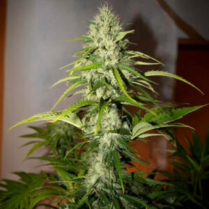Grapefruit Automatic