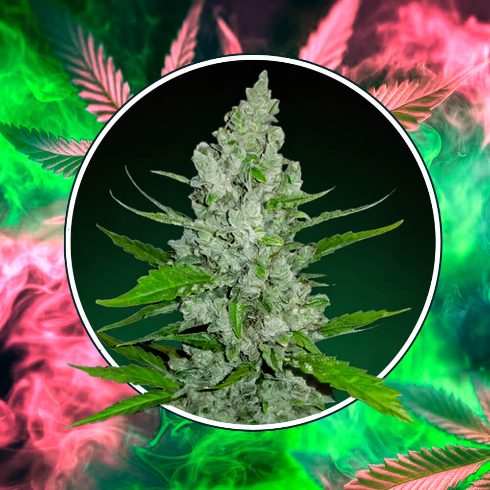 Griselda White Widow