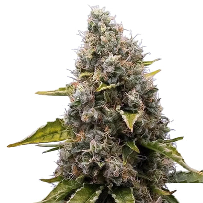 Griselda White Widow Narcos Seeds