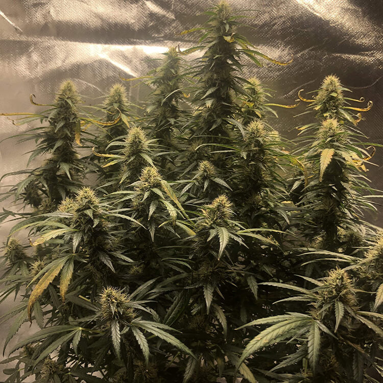 Griselda White Widow Narcos Seeds