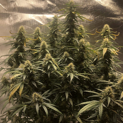 Griselda White Widow Narcos Seeds