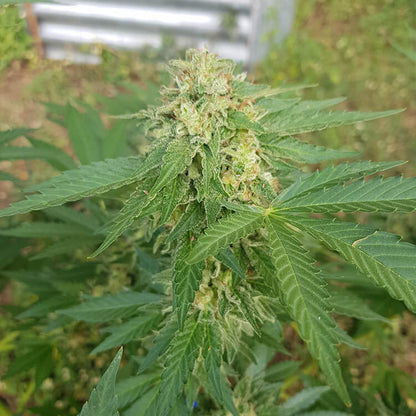 Griselda White Widow Narcos Seeds