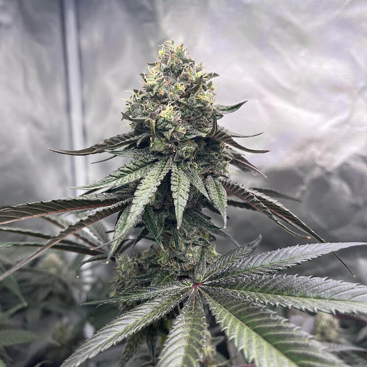 Griselda White Widow Narcos Seeds