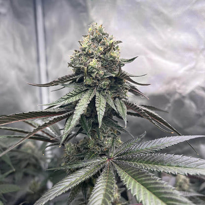 Griselda White Widow Narcos Seeds
