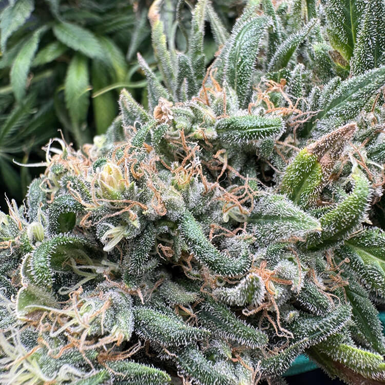 Griselda White Widow Narcos Seeds