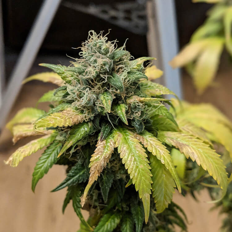 Griselda White Widow Narcos Seeds