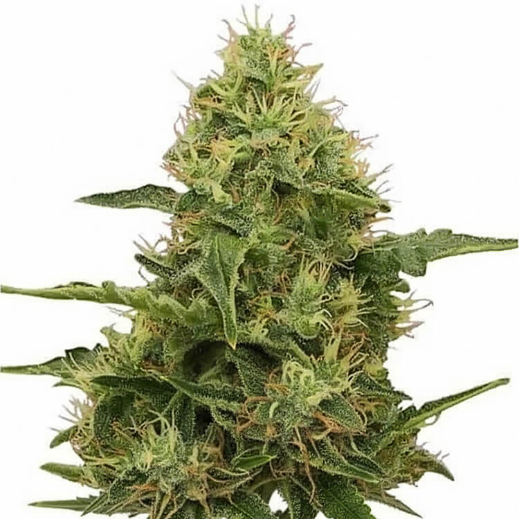 Miami Sunset OG - semi di cannabis
