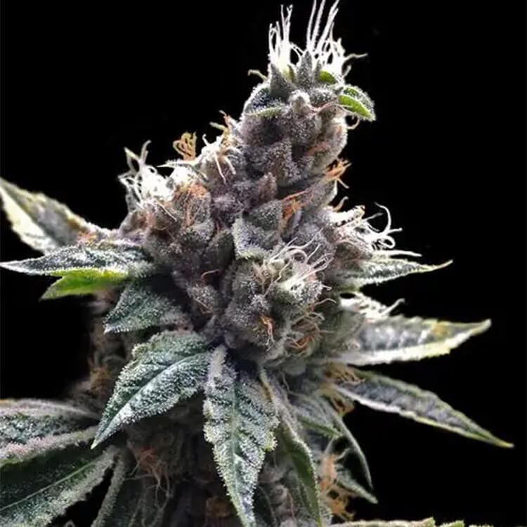Miami Sunset OG - semi di cannabis