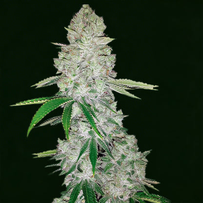 Miami Sunset OG - semi di cannabis