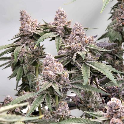 Miami Sunset OG - semi di cannabis