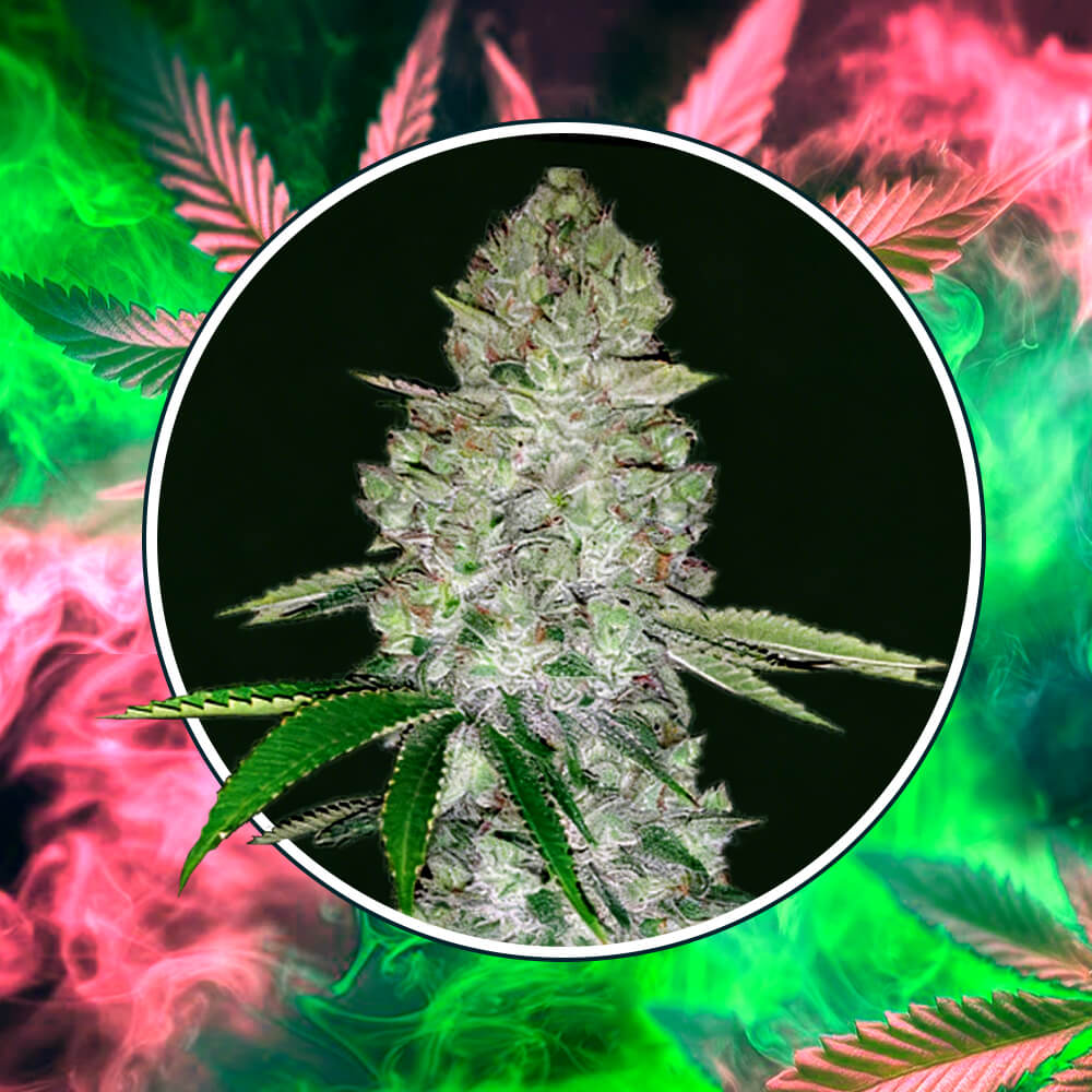 miami sunset semi femminizzati di cannabis