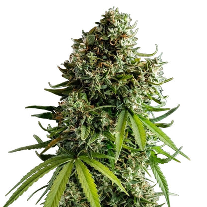 NYC Sour D Auto