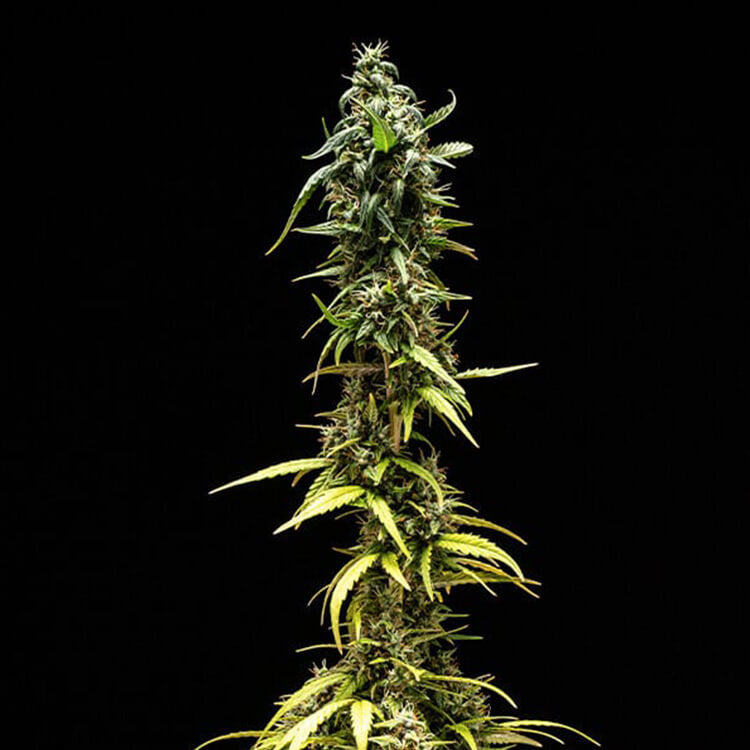 NYC Sour D Auto