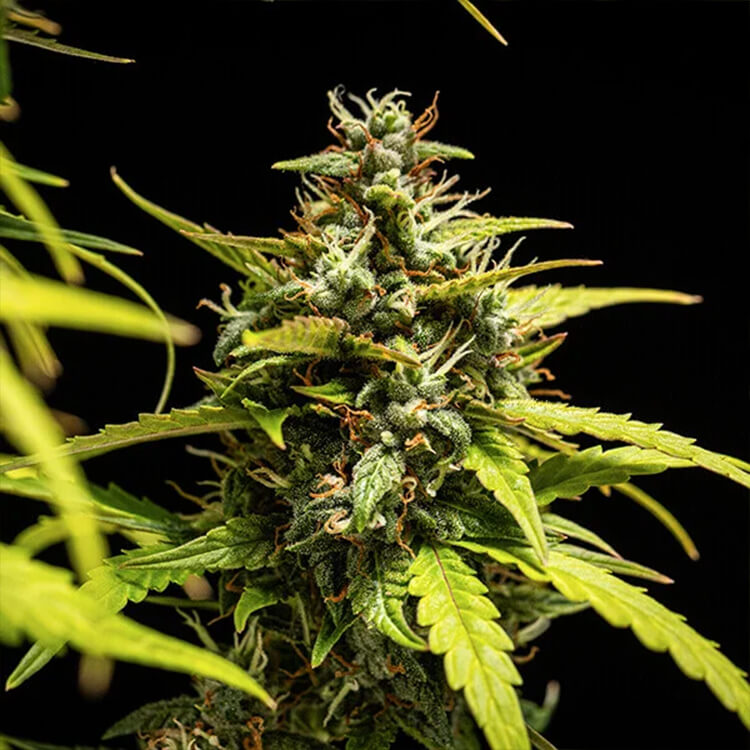 NYC Sour D Auto