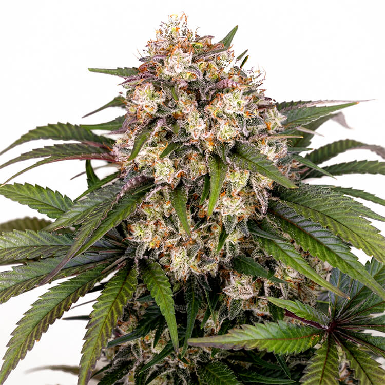 OG Kush Auto