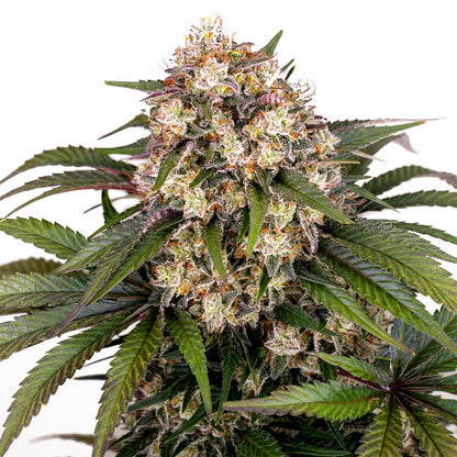 OG Kush Auto