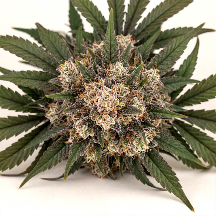 OG Kush Auto
